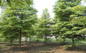 学生植树节活动总结通用8篇