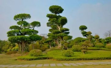 植树保护环境演讲稿8篇