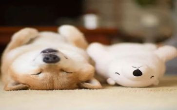 睡眠教案优质6篇