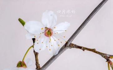 四月心得7篇