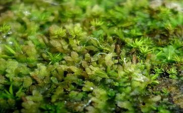 苔古诗读后感推荐5篇