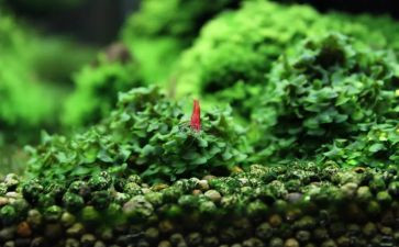 苔古诗读后感8篇