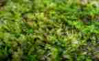苔古诗读后感推荐5篇