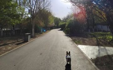 春的脚步近了作文最新8篇
