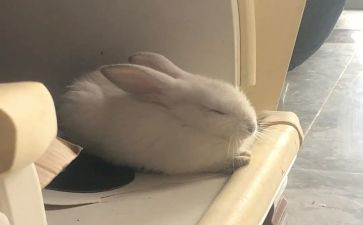 兔和猫的读后感30字优秀8篇