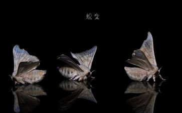 成长蜕变类作文7篇