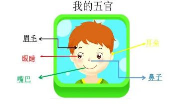 五官歌的教案8篇