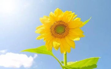 关于向日葵的作文最新8篇