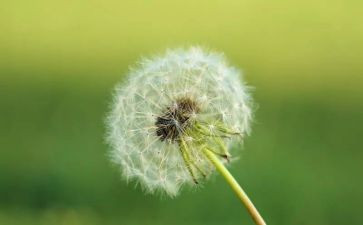 骆驼祥祥子读后感5篇