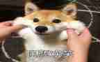 母亲的笑作文参考6篇
