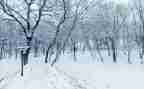 小班语言活动《下雪了》教案5篇
