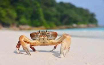 螃蟹爬幼儿教案5篇