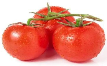 关于西红柿的作文8篇