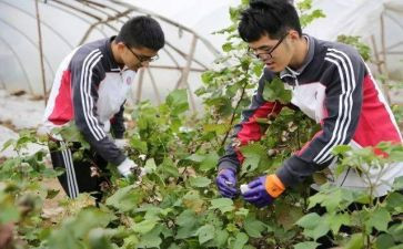 小学农村教师先进事迹材料6篇
