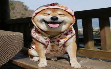 大班有趣的事教案模板7篇