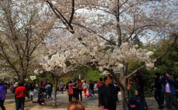 小学游园活动方案精选8篇