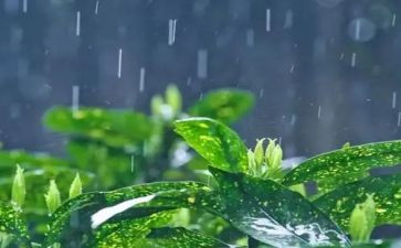 雨读后感200字通用5篇