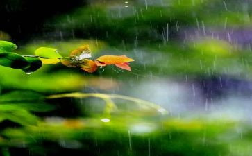 雨读后感200字推荐6篇