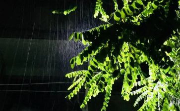 写故乡的雨的作文精选7篇