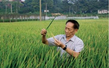 与袁隆平的作文5篇