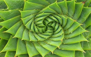 种植物活动方案6篇