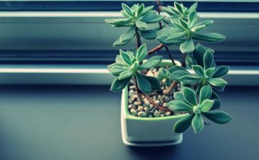 调查植物的调查报告6篇