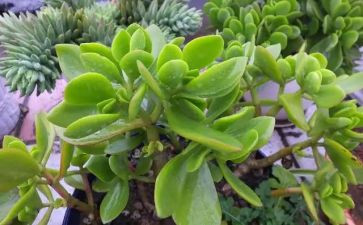 植物的作文100字5篇