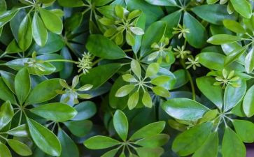 植物的作文500字5篇