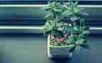 写有关植物的作文优质7篇