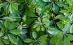植物的作文300字6篇