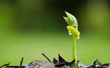 大班种子的旅行教案5篇