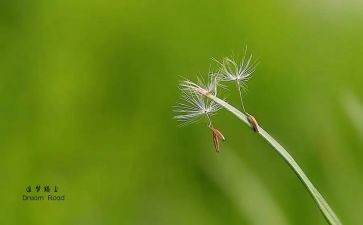 大学追梦的演讲稿5篇